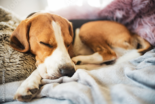Fototapeta Naklejka Na Ścianę i Meble -  Beagle dog sleeps on sofa indoors