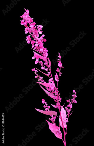 Red quinoa (Atriplex hortensis), ornamental garden plant, isolated on a black background with clipping path. photo