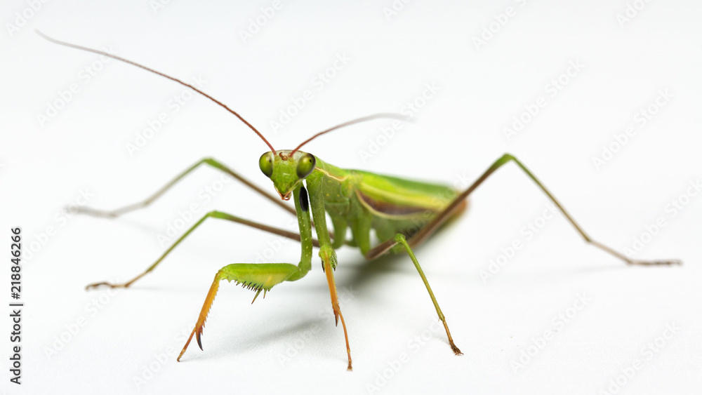 A small green mantis on a light background A small green mantis on a light background