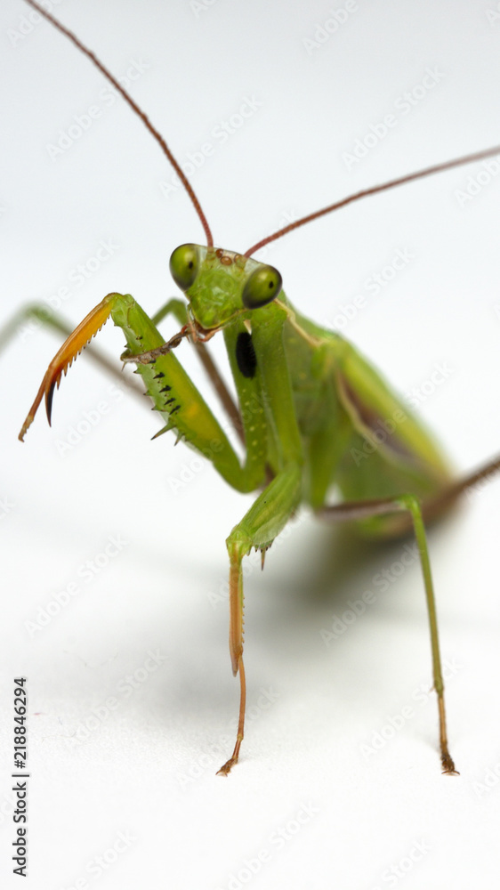 Fototapeta premium A small green mantis on a light background