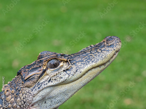Head of a Baby Alligator in Hunter Valley, Australia