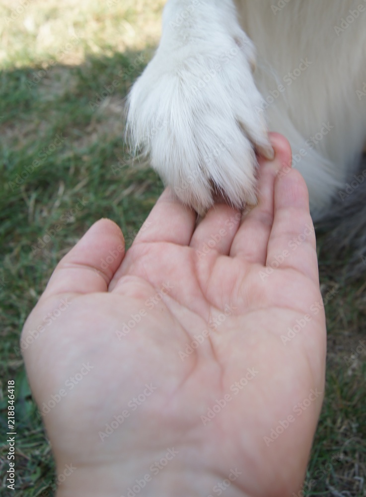Hund, Pfote,hand, baby, weiß, tier, hübsch, haustier, katze, kind, neugeborenes, fuss, fell, gering, human, hase, pflege, kätzchen, little, finger, close up, liebe, jung, natur, outside Hund, Pfote,hand, baby, weiß, tier, hübsch, haustier, katze, kind, neugeborenes, fuss, fell, gering, human, hase, pflege, kätzchen, little, finger, close up, liebe, jung, natur, outside