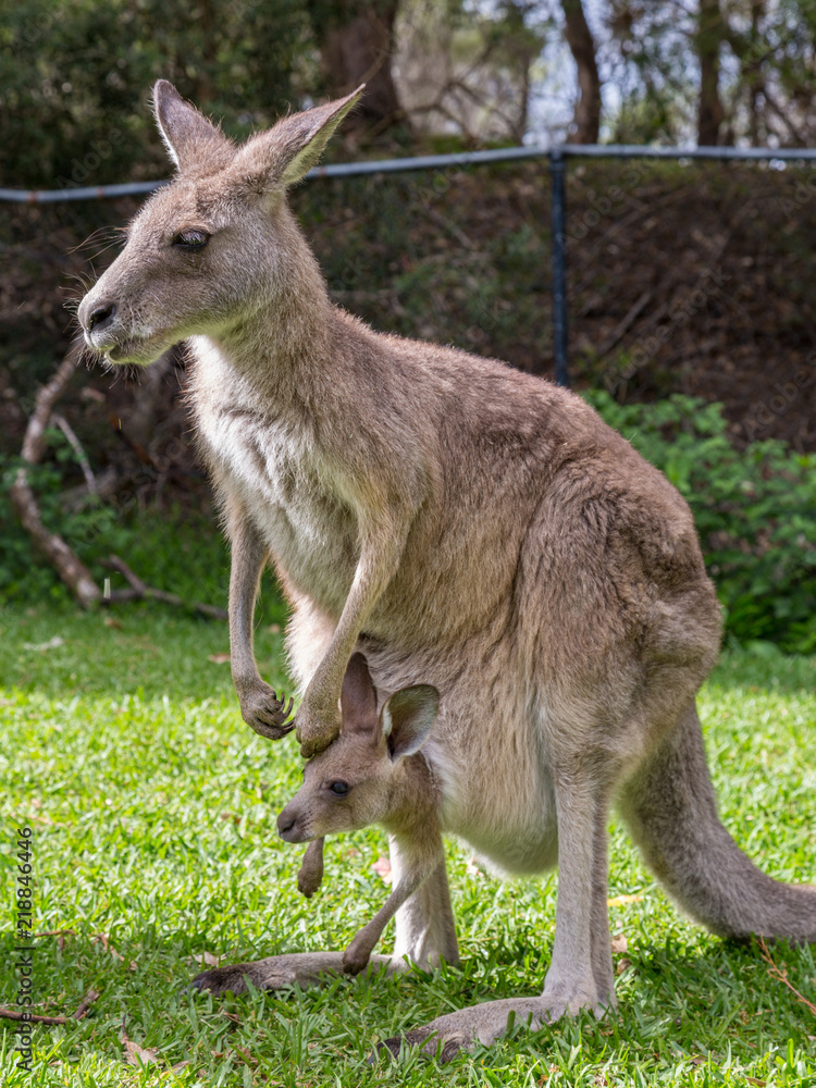 Female Kangaroo with Her Joey Baby in Her Pouch, Australia Female Kangaroo with Her Joey Baby in Her Pouch, Australia