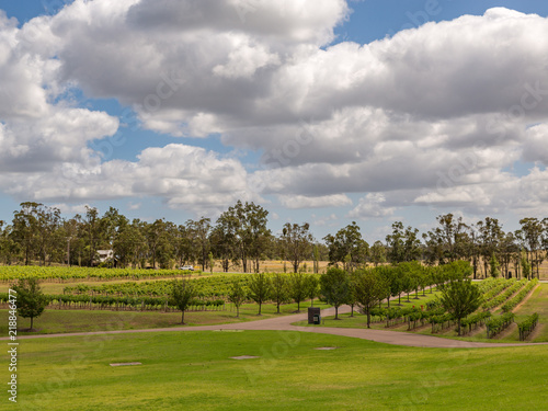 A Vineyard in Hunter Valley, Australia