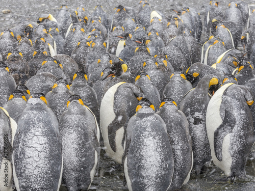 King Penguins turn their back on squally weather