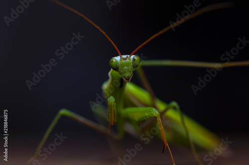 Mantis little on the wooden background close-up © maykal