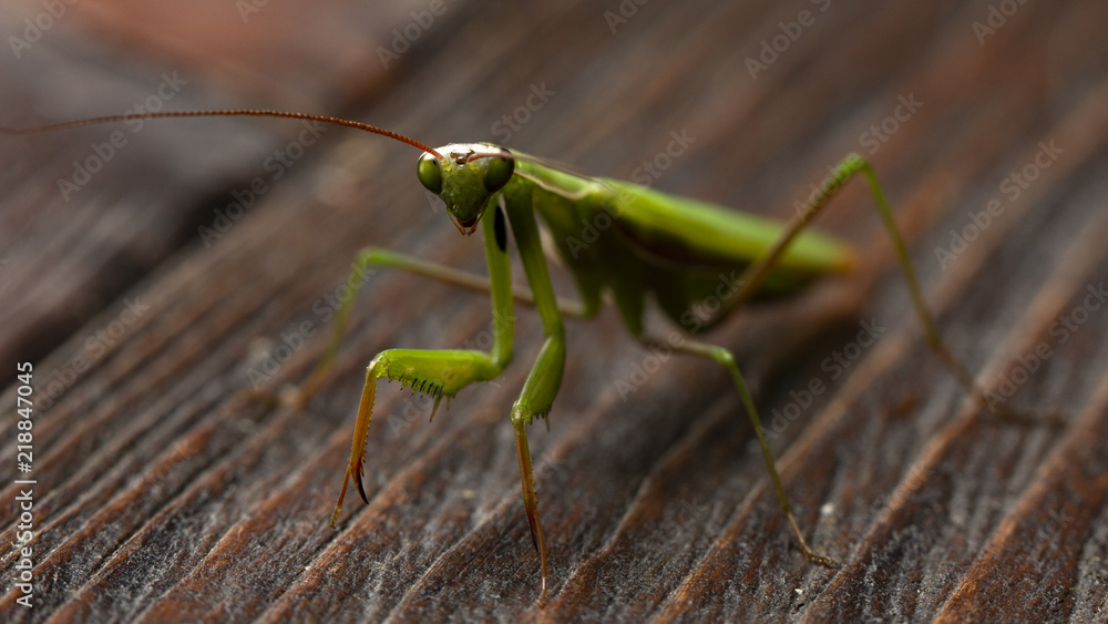 Mantis little on the wooden background close-up Mantis little on the wooden background close-up