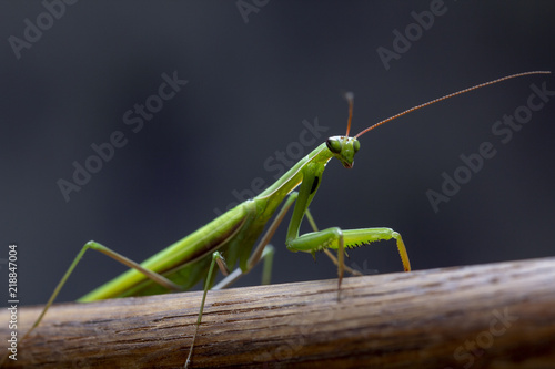 Mantis little on the wooden background close-up