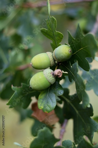 Green background, acorn on oak branch, green oak leaves.