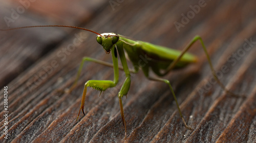 Mantis little on the wooden background close-up