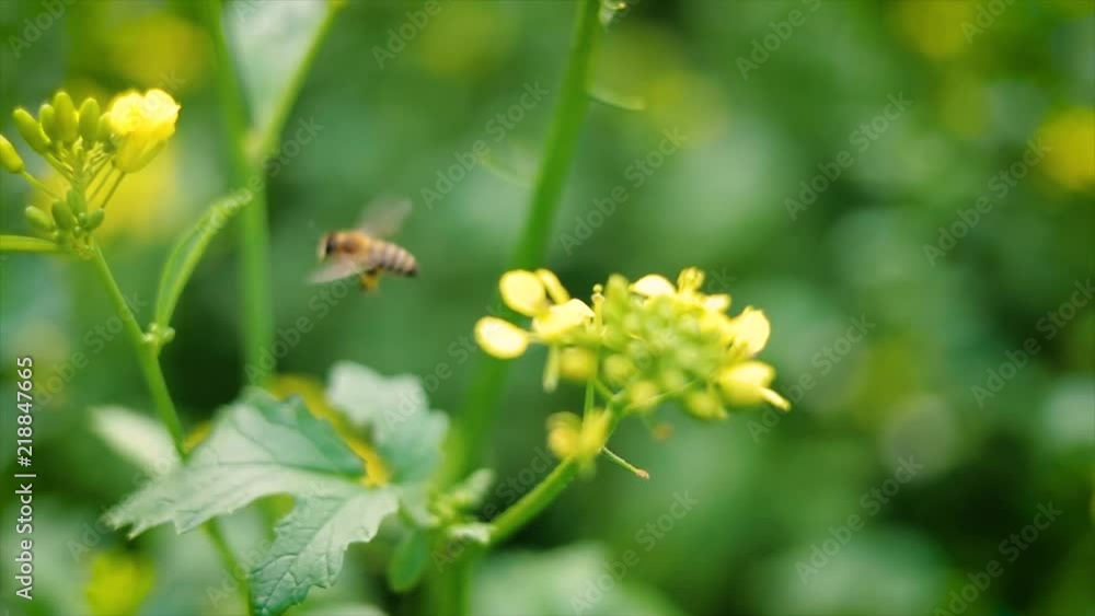 Bee collects nectar from mustard rapeseed flower slow motion.