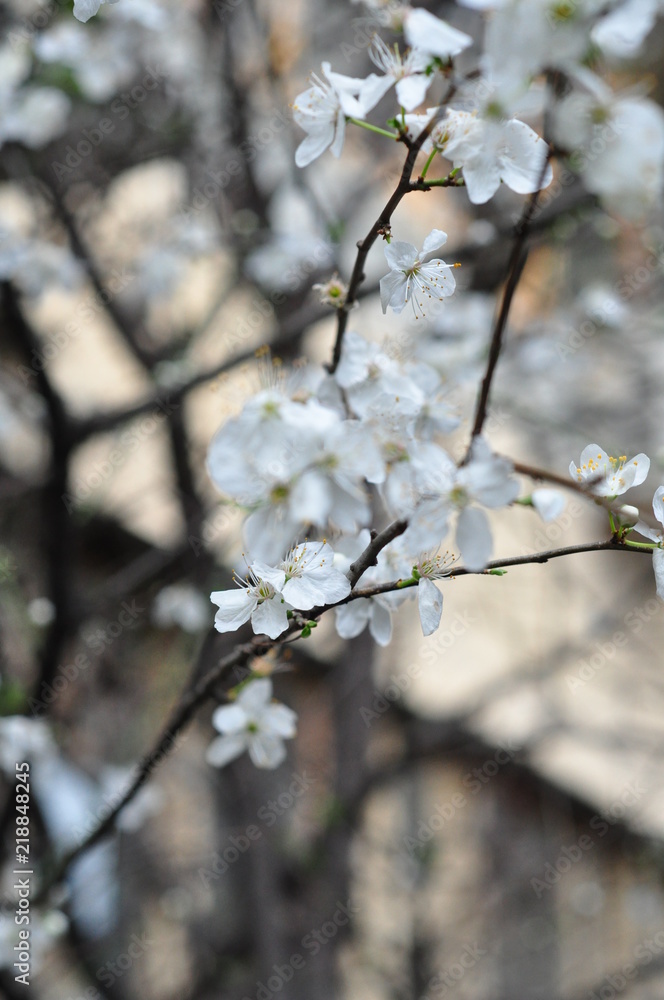 hazelnut, hazelnut tree, spring, blossom, hazelnut branch, hazelnut flower, flower, snow, cherry, nature hazelnut, hazelnut tree, spring, blossom, hazelnut branch, hazelnut flower, flower, snow, cherry, nature