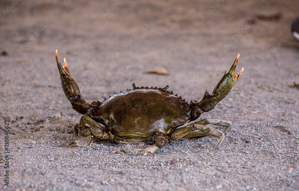 Australian Mud Crab