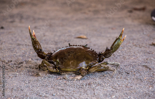 Obraz na płótnie Australian Mud Crab w salonie