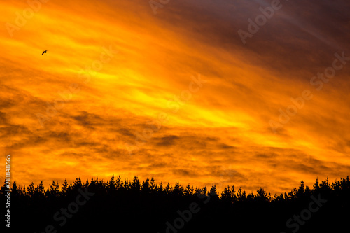 Epic fiery sunset above the tree line 1