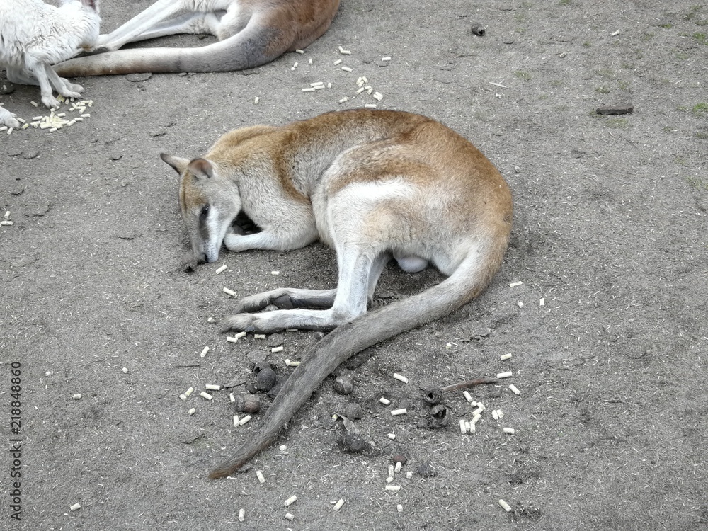 Känguru/Kangaroo