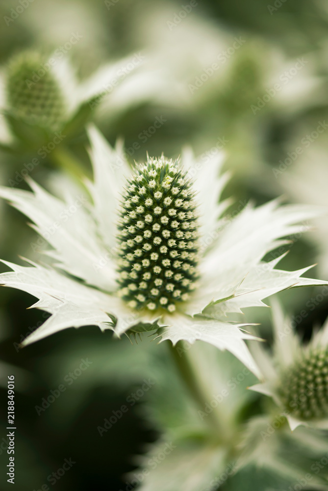 Light Green Seaholly Bloom Light Green Seaholly Bloom