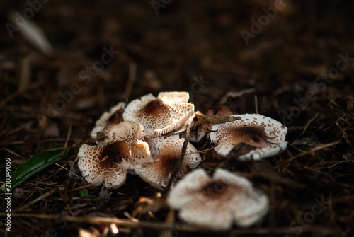 Mushrooms On The Forest Floor