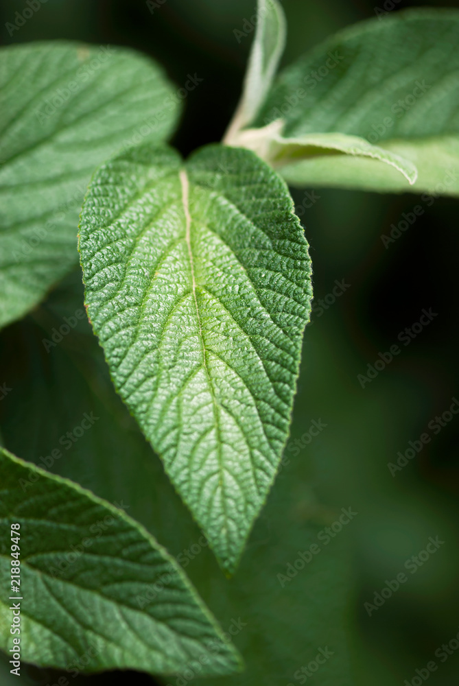 Textured Sage Leaf Textured Sage Leaf