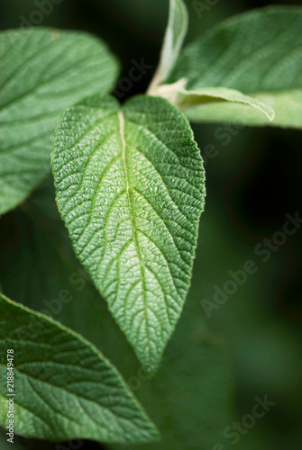 Textured Sage Leaf