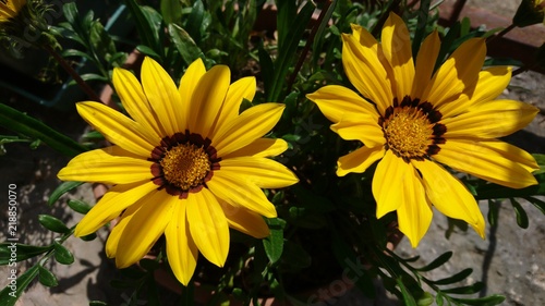 Fiori gialli