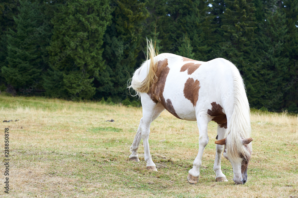 Horse grazing on a mountain pasture Horse grazing on a mountain pasture
