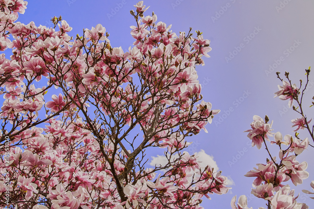 Magnolie Magnolie