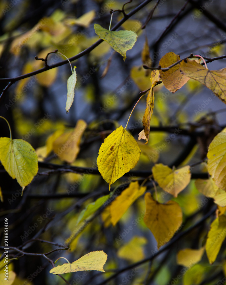 Autumn concept. Close-up of yellow leaves on tree branches. Background. Autumn concept. Close-up of yellow leaves on tree branches. Background.