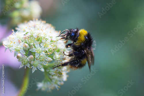 Gartenhummel auf einer Fetten Henne mit Lensbaby fotografiert mit Lensbaby fotografiert photo