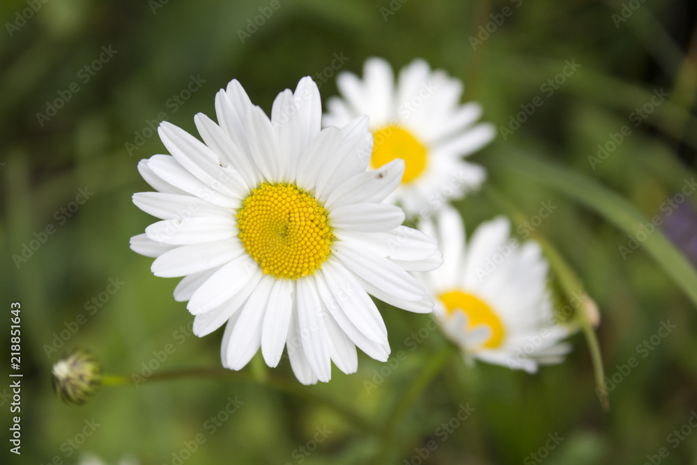 Big garden chamomiles in summer sunny garden Big garden chamomiles in summer sunny garden