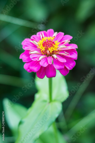 Beautiful Zinnia flower in the garden  
