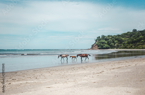 Wild horses of Sámara, Costa Rica cool down from a hot day in the shore of the Pacific Ocean