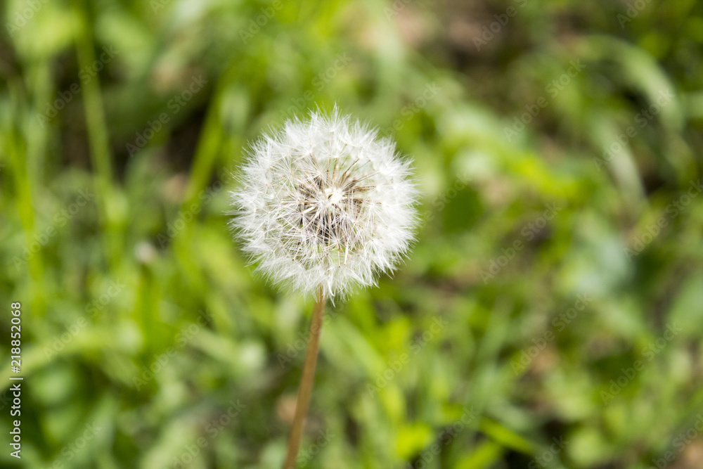 Big beautiful white fully faded dandelion in garden