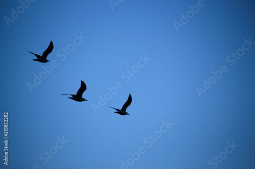 Three birds in formation
