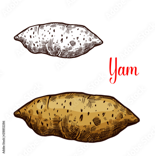 Yam vegetable tuber vector sketch
