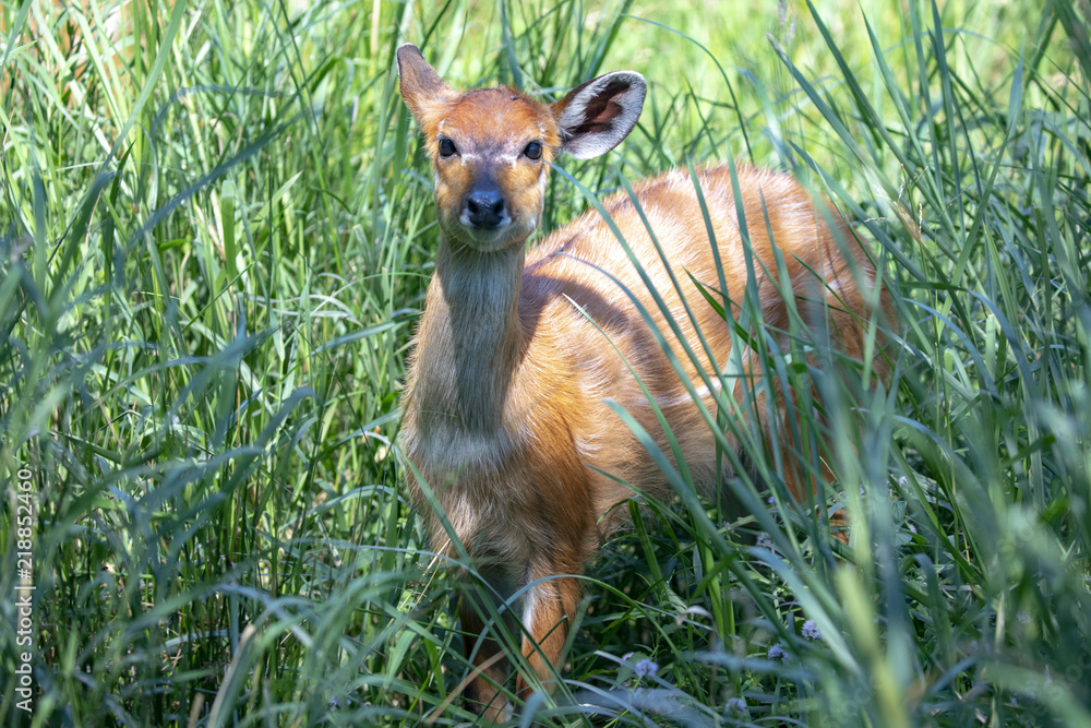 Deer In High Grass In Odense Zoo Denmark Stock Photo Adobe Stock