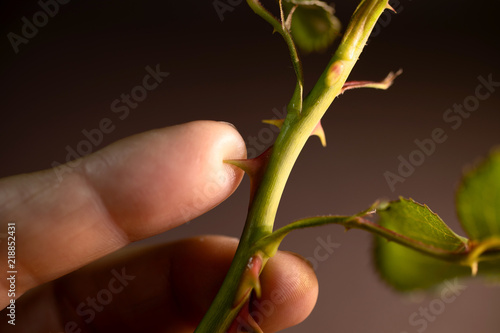 Rose thorns sticking a finger.