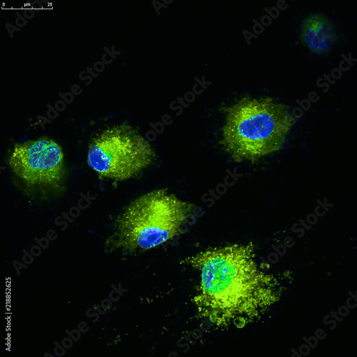 Fotografía Confocal microscopy of mesenchymal stem cell