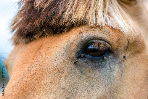 Closeup of a horse s eye with lots of fly.
