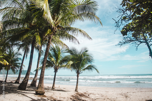 Fototapeta Naklejka Na Ścianę i Meble -  Palm trees on the edge of the clean sandy beach of Playa Carmen, Santa Teresa, Puntaarenas province in Costa Rica on a hot summer's day with blue skies and few tourists