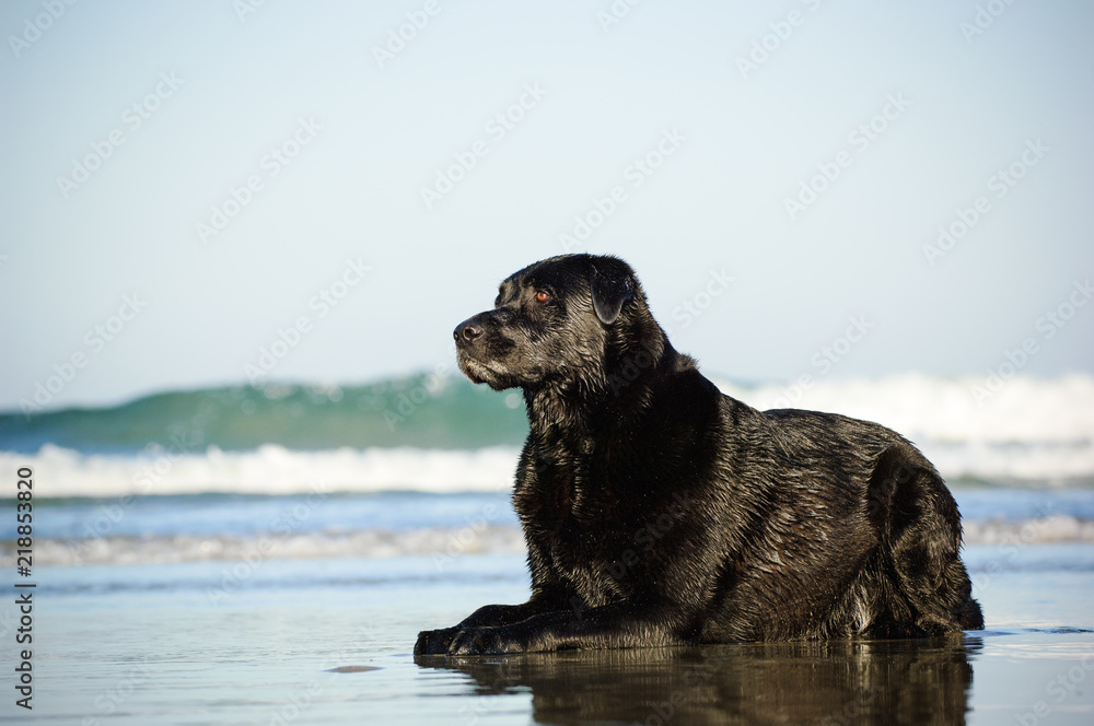 Black Labrador Retriever dog lying down on wet sand beach with waves in background Black Labrador Retriever dog lying down on wet sand beach with waves in background