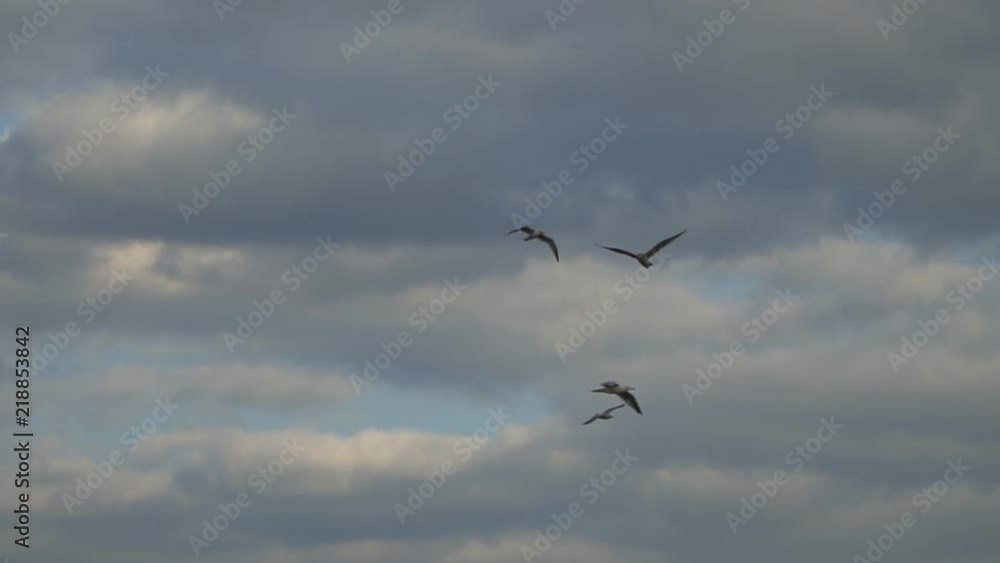 slow motion video of seagulls flying in the blue cloudy sky slow motion video of seagulls flying in the blue cloudy sky