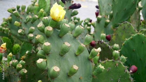 Maltese cactus