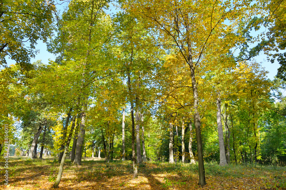 Obraz premium Autumn forest and fallen yellow leaves.