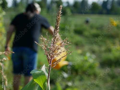 Mais & Gartenarbeit