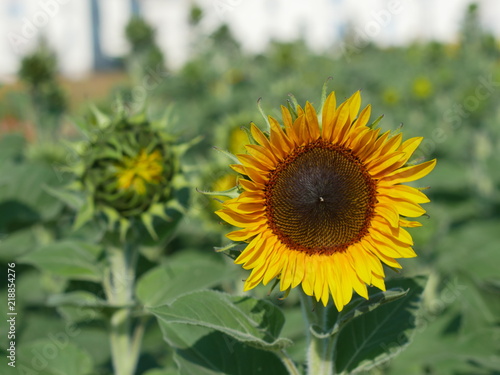Sonnenblumenfeld mit Bokeh