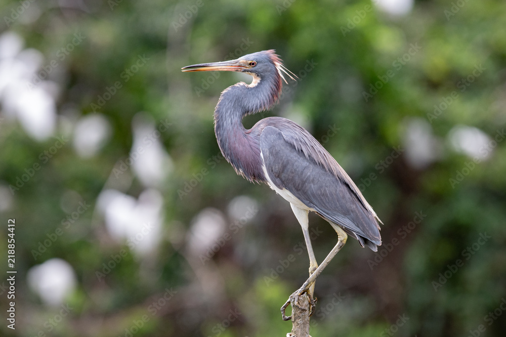 Fototapeta premium Tricolored Heron 