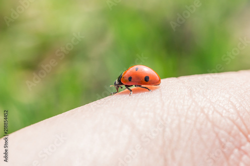  Close-up of a ladybug on a girl's finger
