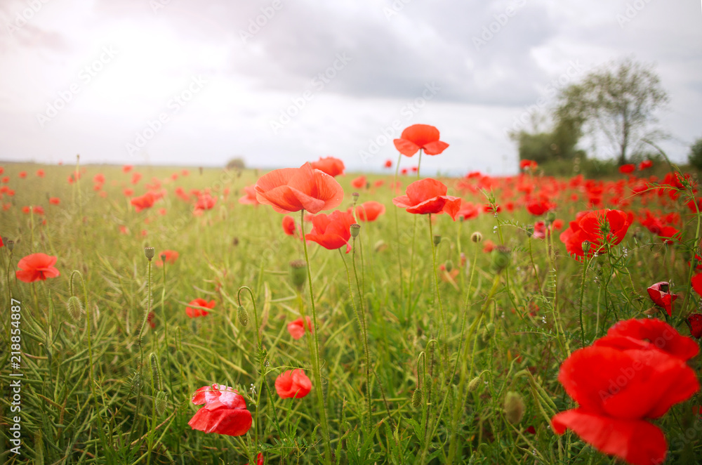 Naklejka premium Field of wild flowering red poppies in country on sky background