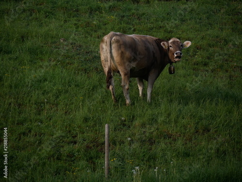 Kuh auf der Weide
